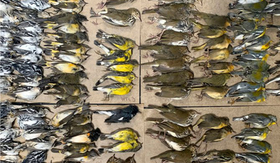 Dead birds collected in the vicinity of New York's World Trade Center
